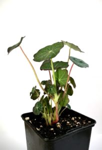 plant capucine