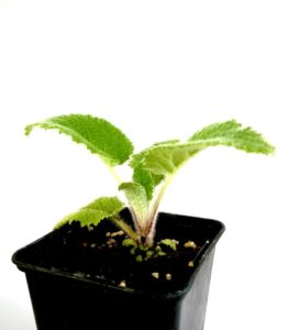 sauge sclaree plant