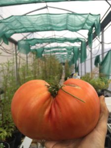 tomate serre sorbier