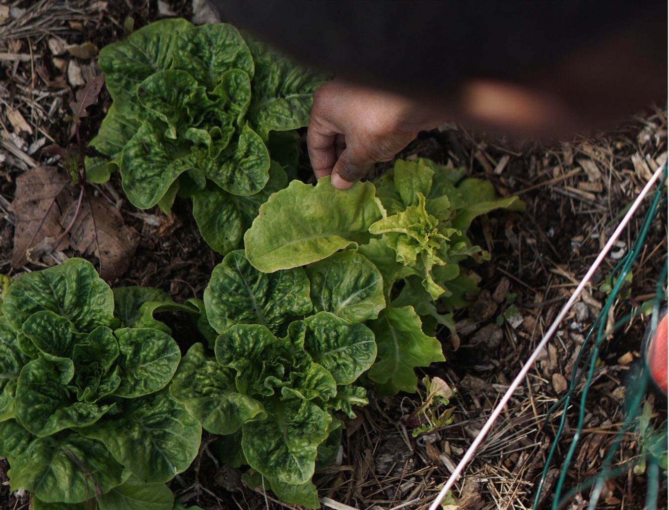 alimentation durable avec le paysan urbain marseille