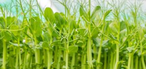 design sans titre micro pousse pois vert paysan urbain